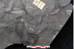 Foto (Detailansicht) von Odontopteris minor Brongniart (NHMW-GEO-2024-0188-10722)